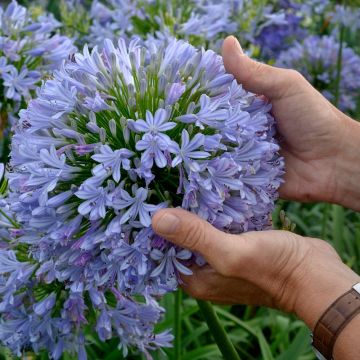 Agapanthus Blue Infinity