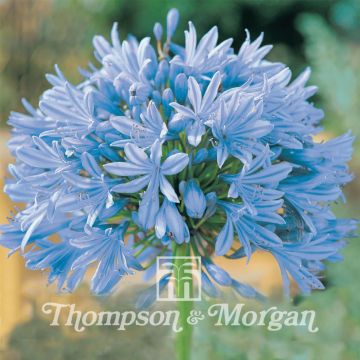 Agapanthus Headbourne