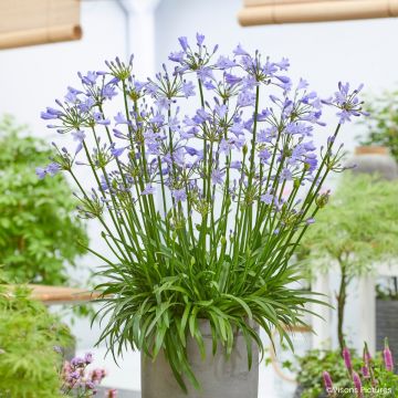 Agapanthus Blue Baby
