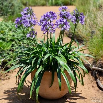 Agapanthus Everpanthus Midnight Moon