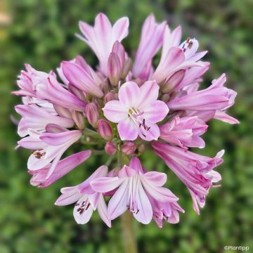Agapanthus Poppin' Pink