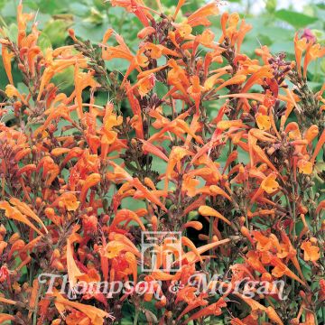 Agastache aurantiaca Apricot Sprite (semi)
