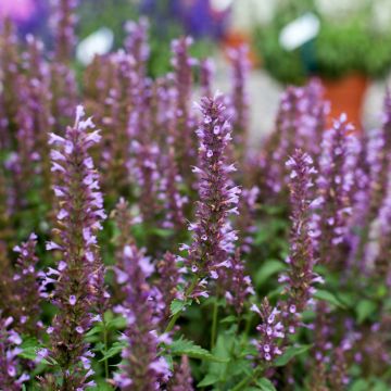 Agastache foeniculum Celestia - Anice menta