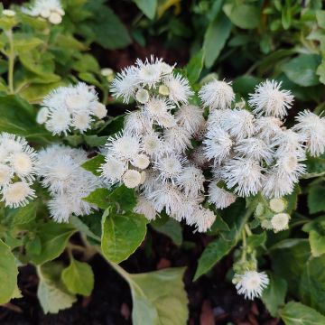 Ageratum Cushion White Ageratum Cushion White