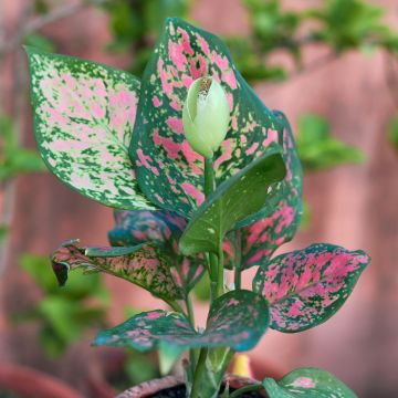 Aglaonema Beauty