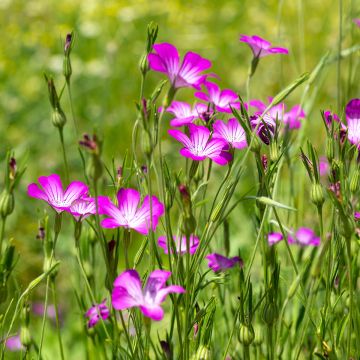 Agrostemma githago BIO (semi) - Gittaione