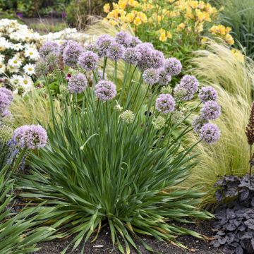 Allium Bubble Bath - Aglio ornamentale