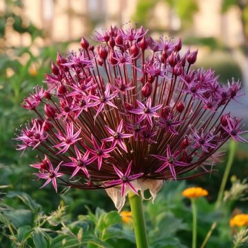 Allium Magic - Aglio ornamentale Allium Magic - Aglio ornamentale