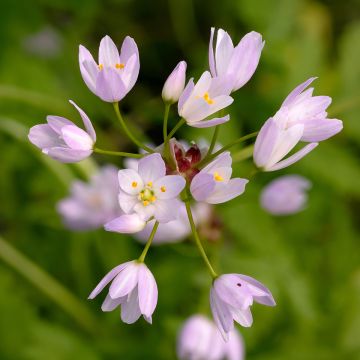 Allium roseum - Aglio roseo