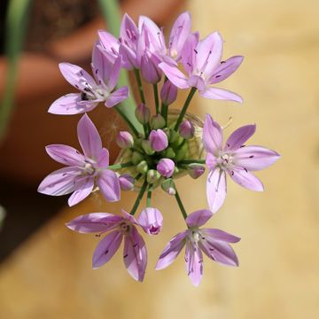 Allium unifolium Eros - Aglio ornamentale