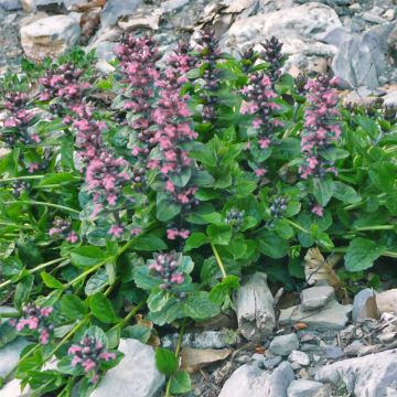 Ajuga reptans Pink Elf - Bugola