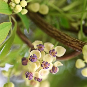 Akebia quinata Akebia Cream Form - Akebia a cinque foglie