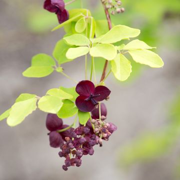 Akebia quinata - Akebia a cinque foglie