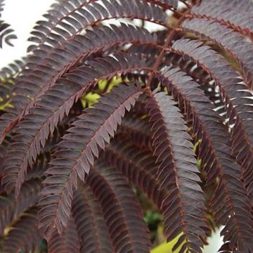 Albizia julibrissin Chocolate Fountain - Acacia di Costantinopoli
