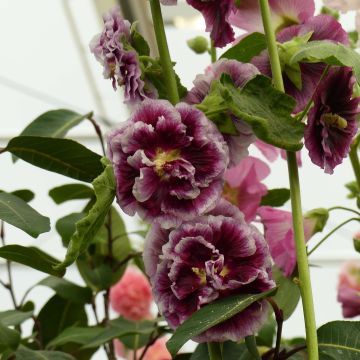 Alcea Crème de Cassis - Malvarosa