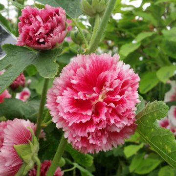 Alcea rosea Fiesta Time - Malvarosa
