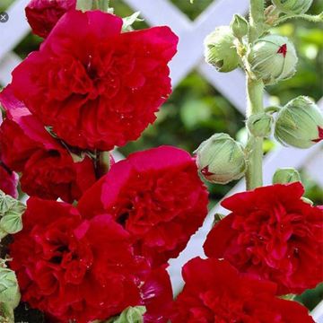 Alcea rosea Pleniflora Rouge - Malvarosa