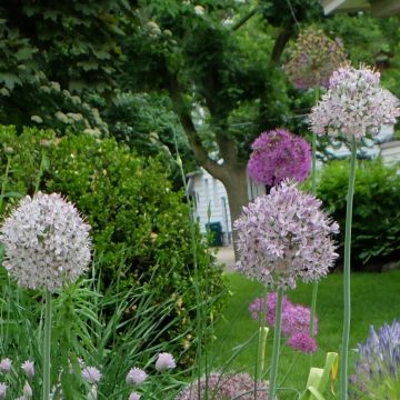 Allium decipiens - Aglio ornamentale