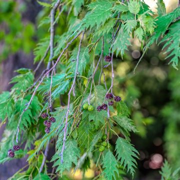 Alnus incana Laciniata - Ontano bianco
