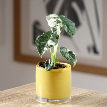 Alocasia Frydek Variegata - Orecchie d'Elefante