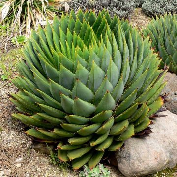 Aloe polyphylla - Aloe spirale