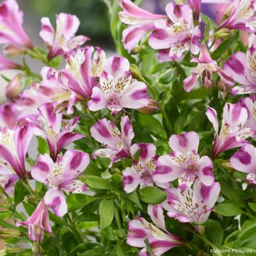 Alstroemeria Duchesses d'Anjou Valentine - Lys des Incas