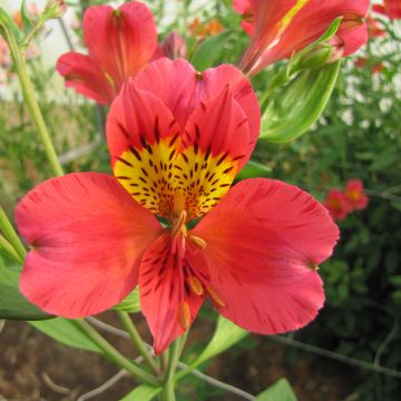 Alstroemeria Majestic Authion - Lys des Incas