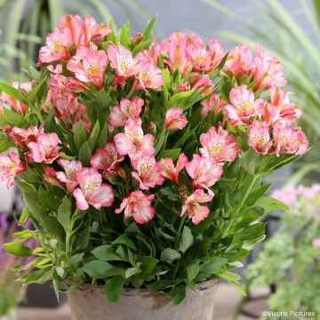 Alstroemeria Pitchounes Charlotte - Lys des Incas