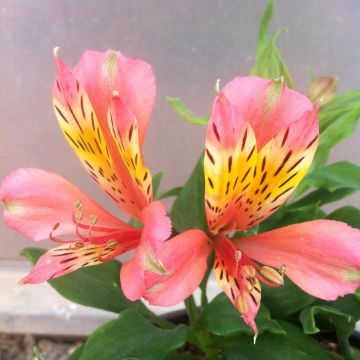 Alstroemeria Inca Avanti