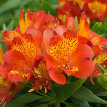 Alstroemeria Inca Classic Alstroemeria Inca Classic