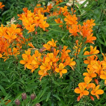 Alstroemeria aurantiaca Orange King