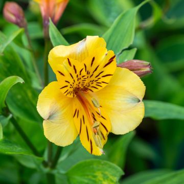 Alstroemeria New Yellow Alstroemeria New Yellow