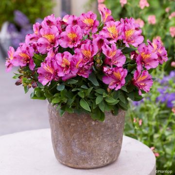 Alstroemeria Incalys Purple