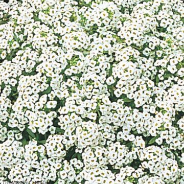 Lobularia maritima procumbens Snow Crystals - Alisso marittimo