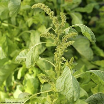 Amaranthus tricolor White Leaf - Amaranto commestibile