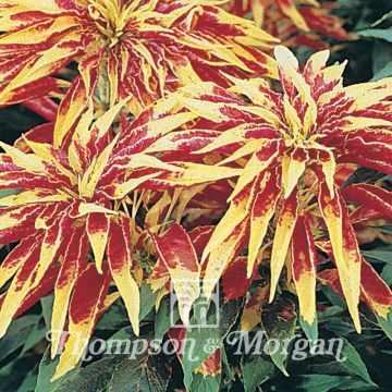 Amaranto tricolore Josephs Coat - Amaranthus