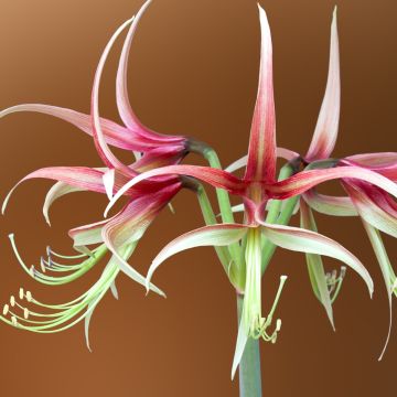 Amaryllis Chico - Hippeastrum