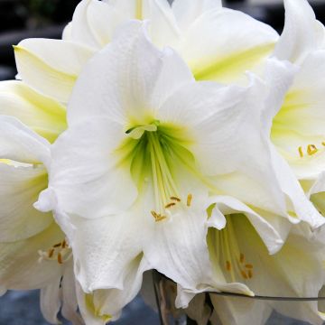 Amaryllis Christmas Gift - Hippeastrum