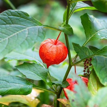 Physalis alkekengi var. franchetii - Alchechengi