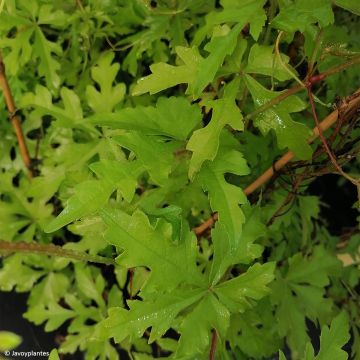 Ampelopsis aconitifolia