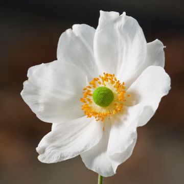 Anemone Slot der Nisse - Anemone giapponese