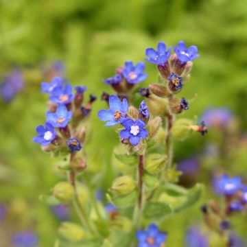 Anchusa azurea Loddon Royalist - Buglossa azzurra Anchusa azurea Loddon Royalist - Buglossa azzurra