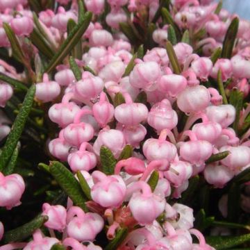 Andromeda polifolia Compacta - Rosmarino di palude