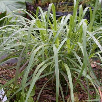 Cymbopogon citratus - Citronella Lemongrass
