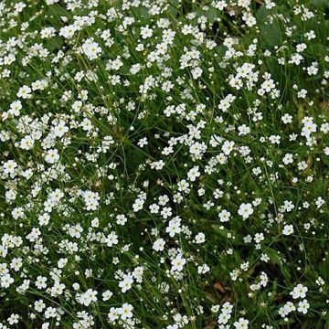 Androsace septentrionalis Star Dust - Androsace nordica
