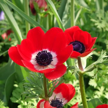 Anemone coronaria Hollandia - Anemone dei fiorai