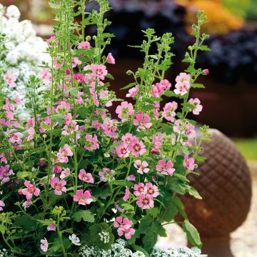 Anisodontea Lady in Pink - Malva del Capo