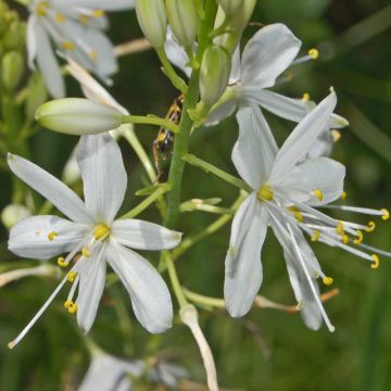 Anthericum ramosum - Lilioasfodelo minore