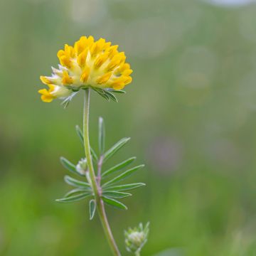 Anthyllis vulneraria - Vulneraria comune