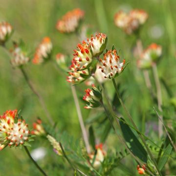 Anthyllis vulneraria var. coccinea - Vulneraria comune